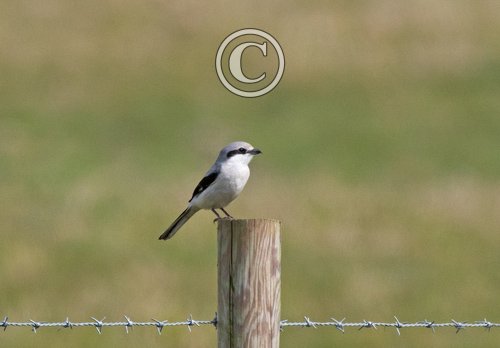  Great Grey Shrike DM1862